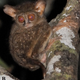 Tarsius supriatnai. (Image: Primate Conservation)